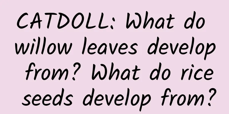 CATDOLL: What do willow leaves develop from? What do rice seeds develop from?