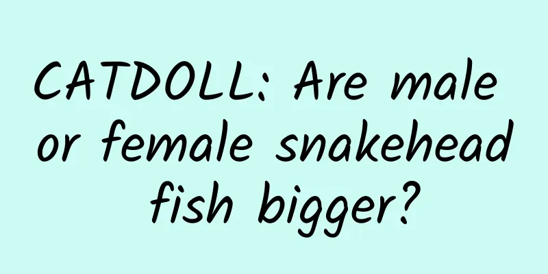 CATDOLL: Are male or female snakehead fish bigger?
