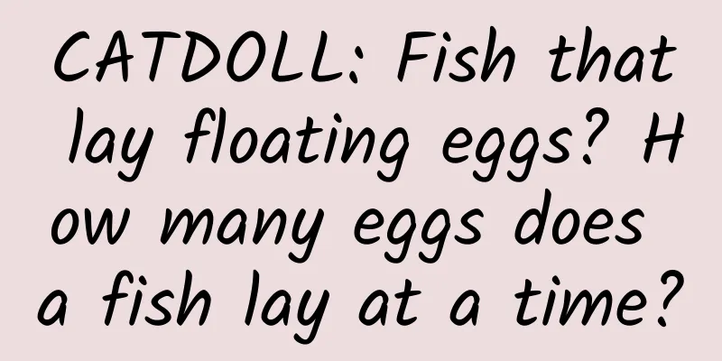 CATDOLL: Fish that lay floating eggs? How many eggs does a fish lay at a time?