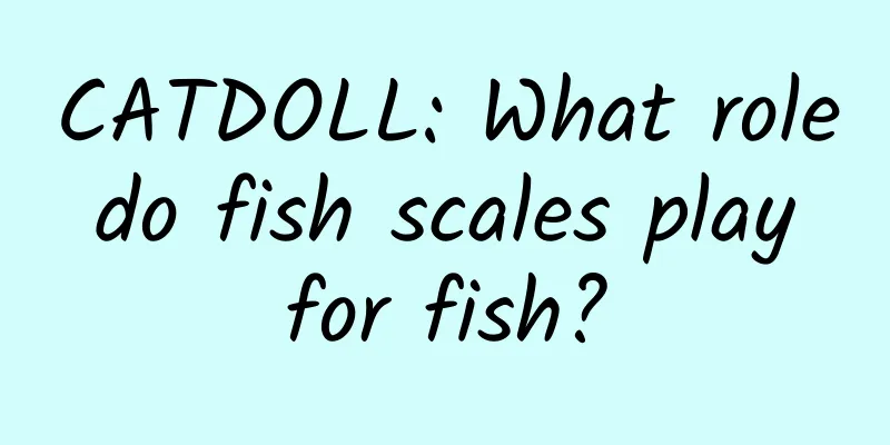CATDOLL: What role do fish scales play for fish?