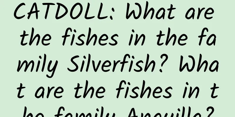 CATDOLL: What are the fishes in the family Silverfish? What are the fishes in the family Anguilla?