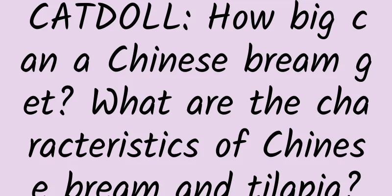 CATDOLL: How big can a Chinese bream get? What are the characteristics of Chinese bream and tilapia?