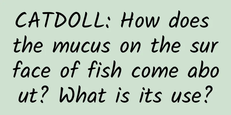 CATDOLL: How does the mucus on the surface of fish come about? What is its use?