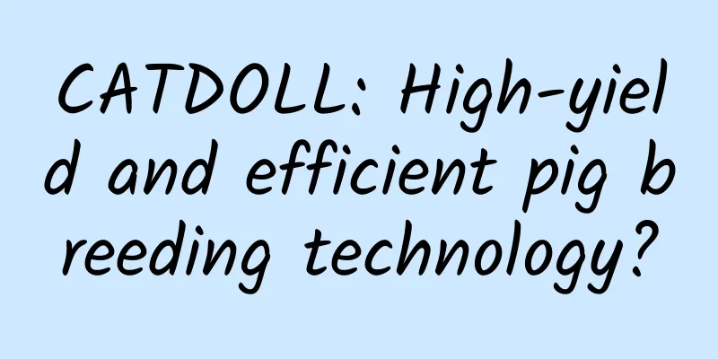 CATDOLL: High-yield and efficient pig breeding technology?