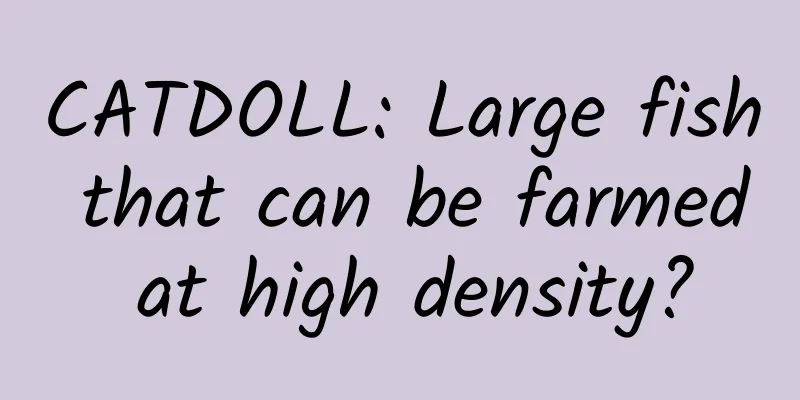 CATDOLL: Large fish that can be farmed at high density?