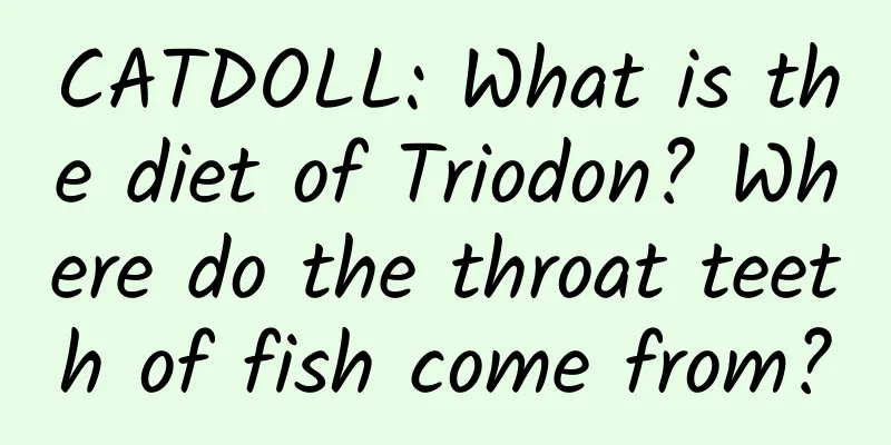CATDOLL: What is the diet of Triodon? Where do the throat teeth of fish come from?