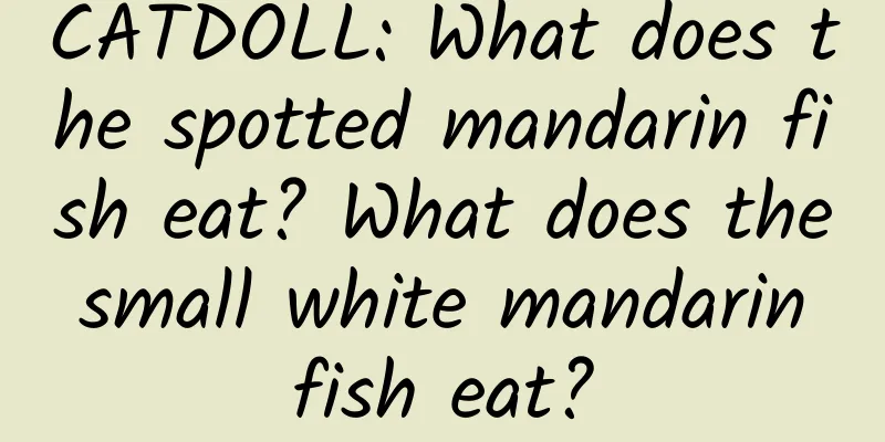 CATDOLL: What does the spotted mandarin fish eat? What does the small white mandarin fish eat?