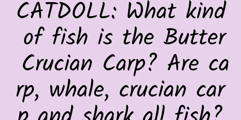 CATDOLL: What kind of fish is the Butter Crucian Carp? Are carp, whale, crucian carp and shark all fish?