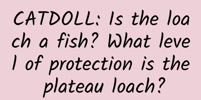 CATDOLL: Is the loach a fish? What level of protection is the plateau loach?