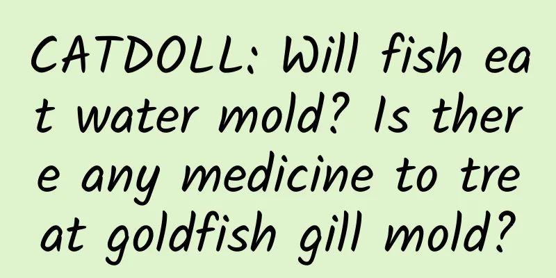 CATDOLL: Will fish eat water mold? Is there any medicine to treat goldfish gill mold?