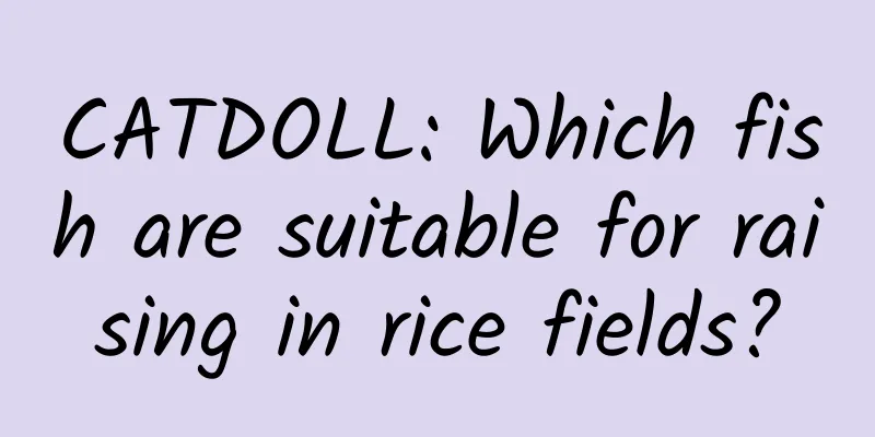CATDOLL: Which fish are suitable for raising in rice fields?