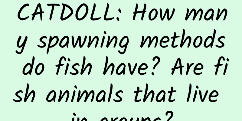 CATDOLL: How many spawning methods do fish have? Are fish animals that live in groups?