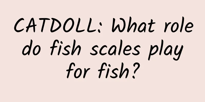CATDOLL: What role do fish scales play for fish?