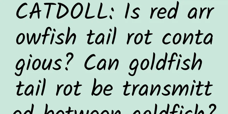 CATDOLL: Is red arrowfish tail rot contagious? Can goldfish tail rot be transmitted between goldfish?