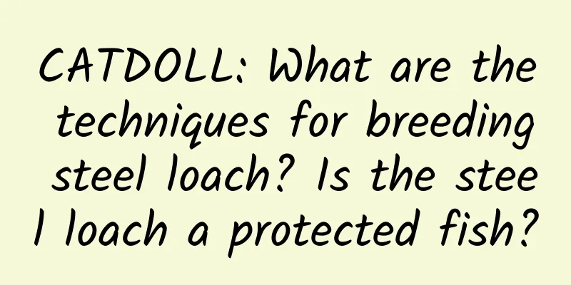 CATDOLL: What are the techniques for breeding steel loach? Is the steel loach a protected fish?