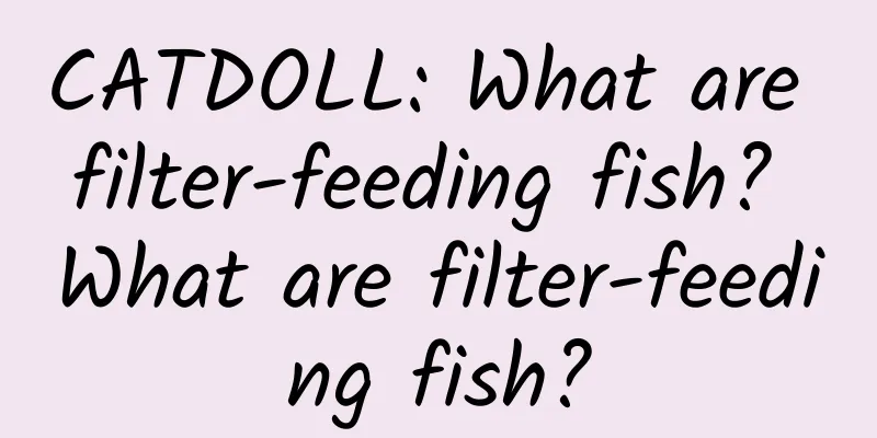 CATDOLL: What are filter-feeding fish? What are filter-feeding fish?