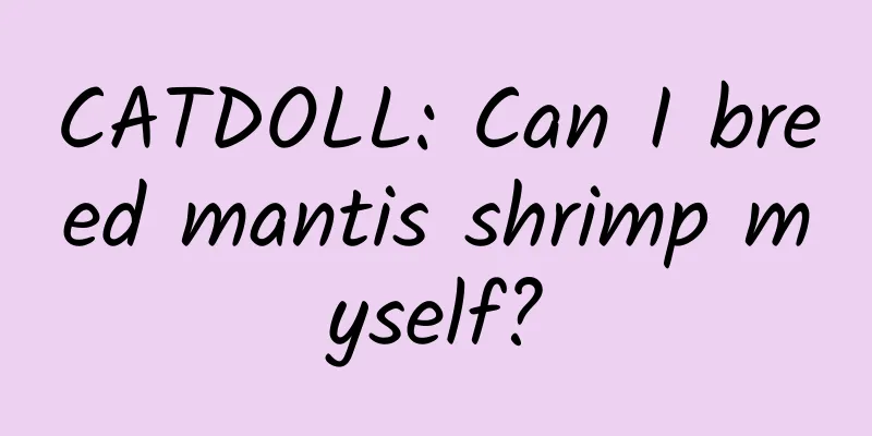 CATDOLL: Can I breed mantis shrimp myself?