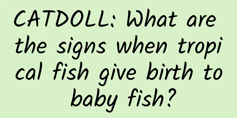 CATDOLL: What are the signs when tropical fish give birth to baby fish?