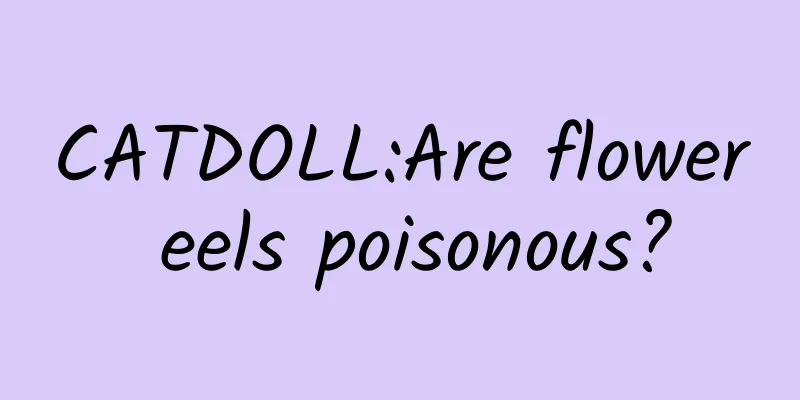 CATDOLL:Are flower eels poisonous?