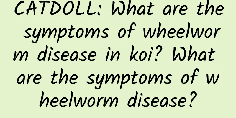 CATDOLL: What are the symptoms of wheelworm disease in koi? What are the symptoms of wheelworm disease?