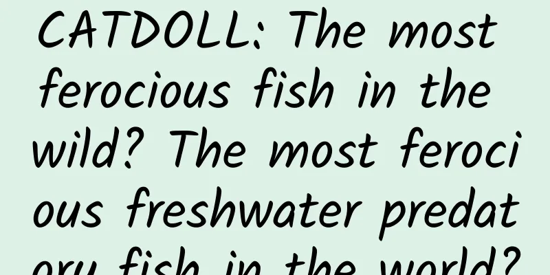 CATDOLL: The most ferocious fish in the wild? The most ferocious freshwater predatory fish in the world?