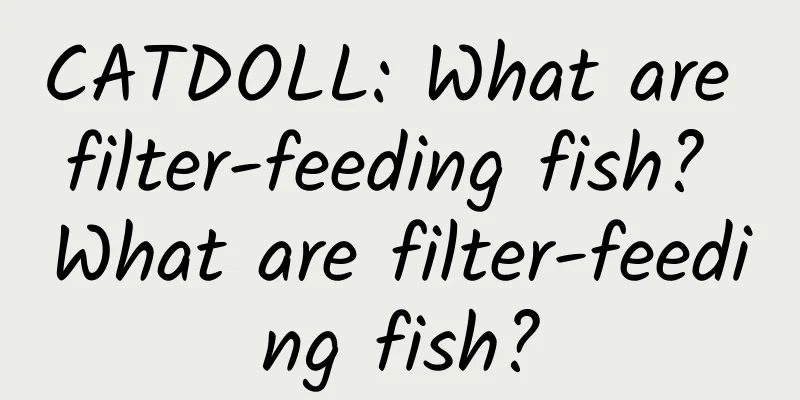 CATDOLL: What are filter-feeding fish? What are filter-feeding fish?