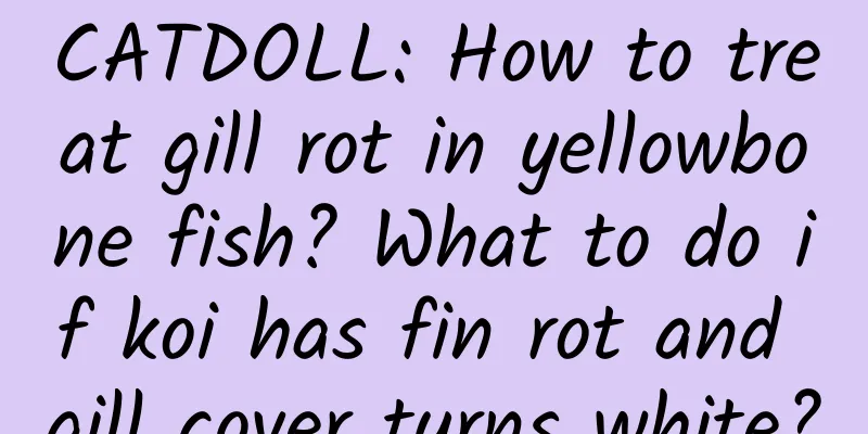 CATDOLL: How to treat gill rot in yellowbone fish? What to do if koi has fin rot and gill cover turns white?