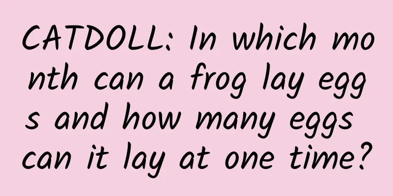 CATDOLL: In which month can a frog lay eggs and how many eggs can it lay at one time?