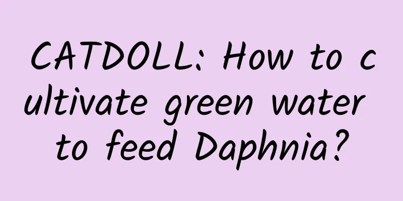 CATDOLL: How to cultivate green water to feed Daphnia?