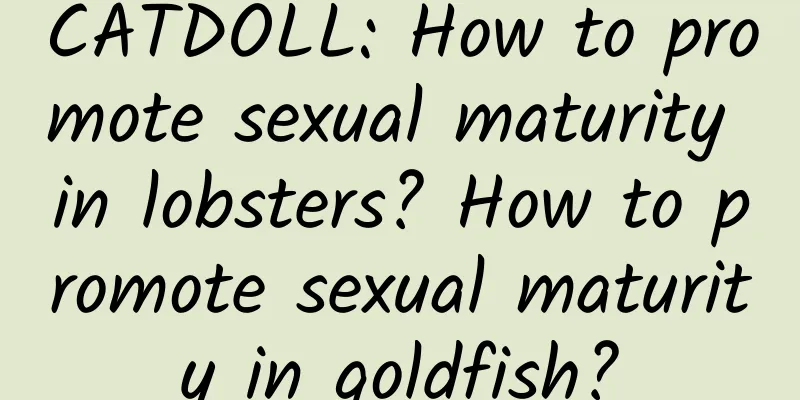 CATDOLL: How to promote sexual maturity in lobsters? How to promote sexual maturity in goldfish?