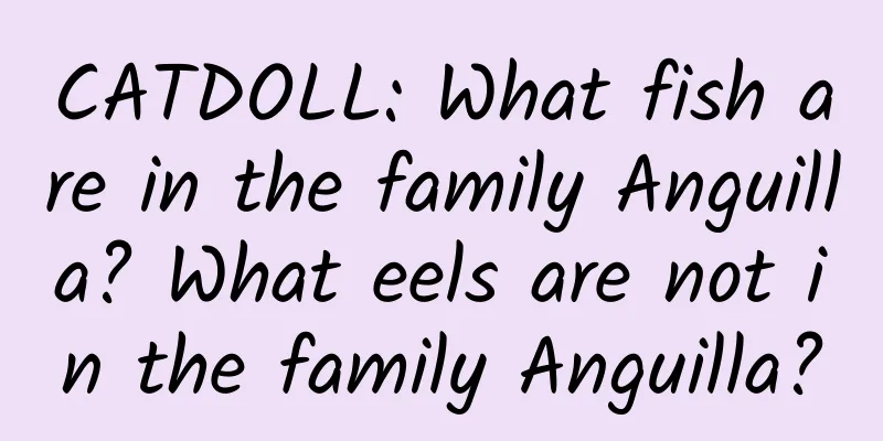 CATDOLL: What fish are in the family Anguilla? What eels are not in the family Anguilla?