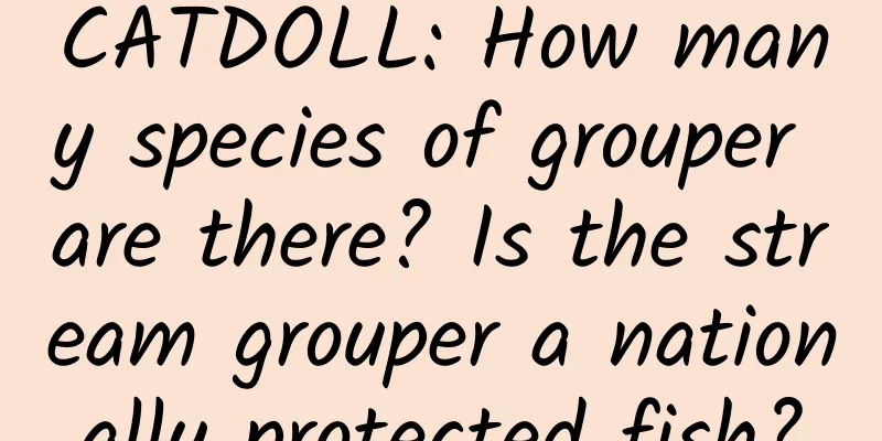 CATDOLL: How many species of grouper are there? Is the stream grouper a nationally protected fish?