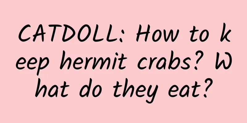 CATDOLL: How to keep hermit crabs? What do they eat?