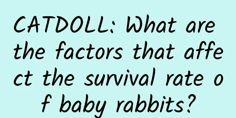 CATDOLL: What are the factors that affect the survival rate of baby rabbits?