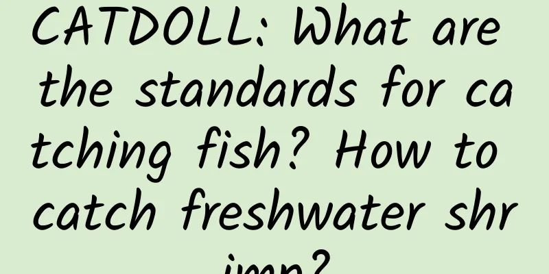 CATDOLL: What are the standards for catching fish? How to catch freshwater shrimp?