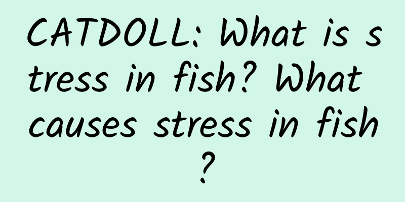CATDOLL: What is stress in fish? What causes stress in fish?