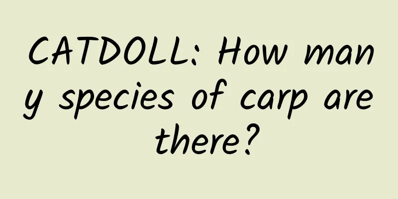 CATDOLL: How many species of carp are there?