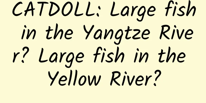 CATDOLL: Large fish in the Yangtze River? Large fish in the Yellow River?