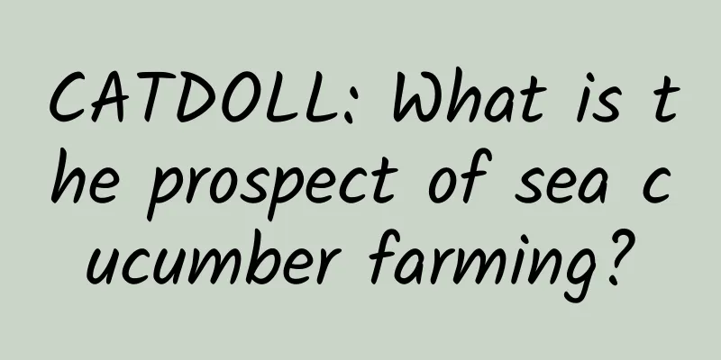 CATDOLL: What is the prospect of sea cucumber farming?