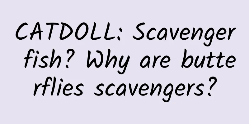 CATDOLL: Scavenger fish? Why are butterflies scavengers?