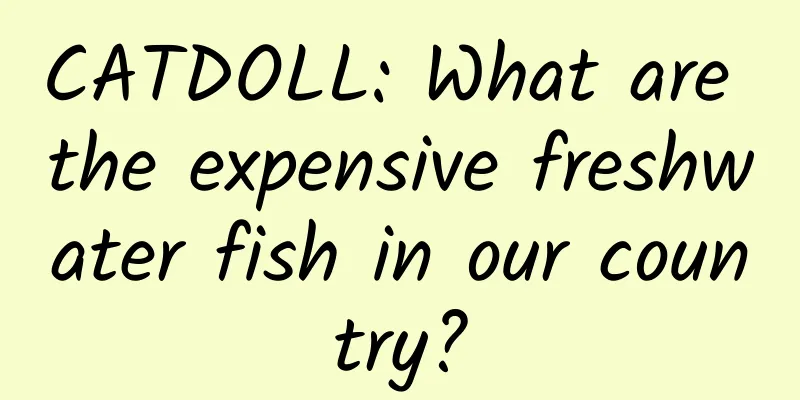 CATDOLL: What are the expensive freshwater fish in our country?
