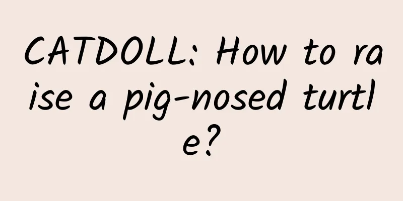 CATDOLL: How to raise a pig-nosed turtle?