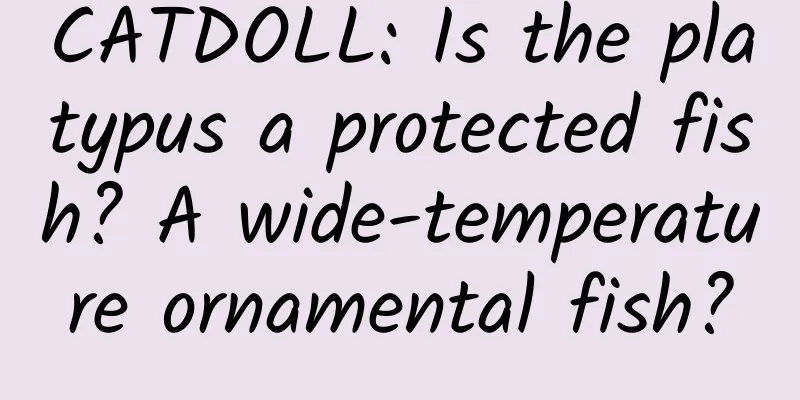 CATDOLL: Is the platypus a protected fish? A wide-temperature ornamental fish?