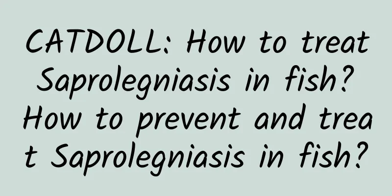CATDOLL: How to treat Saprolegniasis in fish? How to prevent and treat Saprolegniasis in fish?