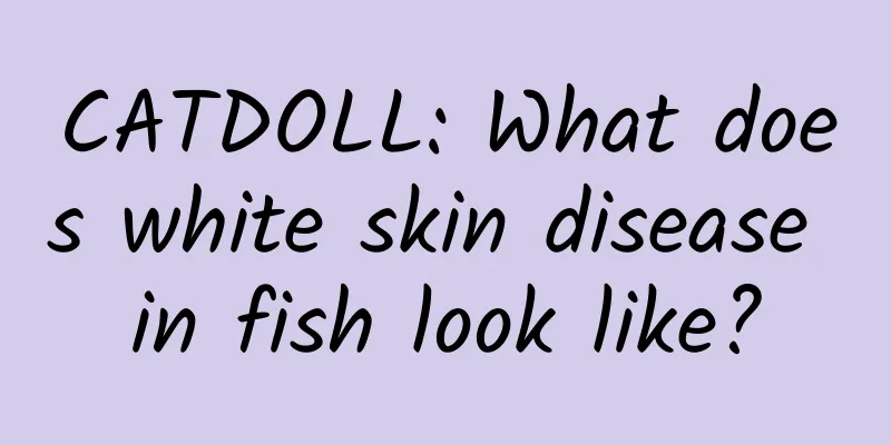 CATDOLL: What does white skin disease in fish look like?