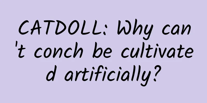 CATDOLL: Why can't conch be cultivated artificially?
