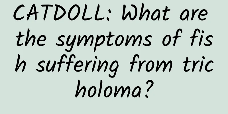 CATDOLL: What are the symptoms of fish suffering from tricholoma?