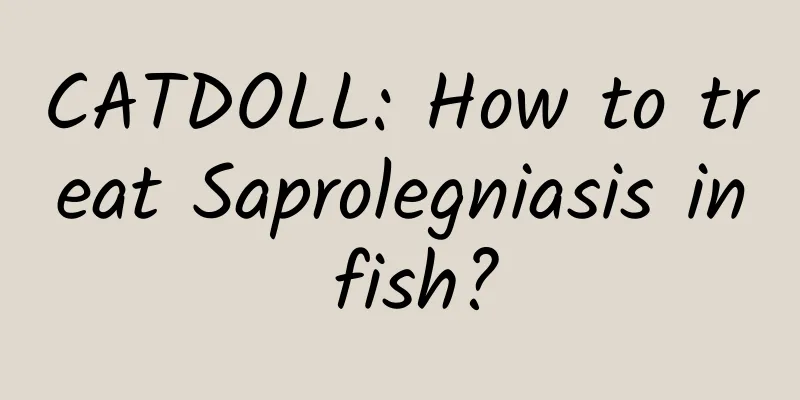CATDOLL: How to treat Saprolegniasis in fish?