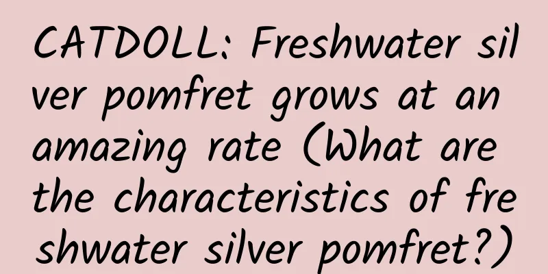 CATDOLL: Freshwater silver pomfret grows at an amazing rate (What are the characteristics of freshwater silver pomfret?)