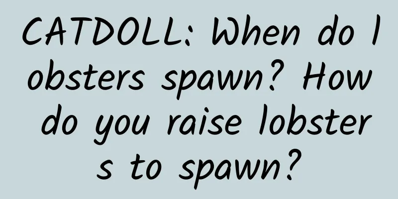 CATDOLL: When do lobsters spawn? How do you raise lobsters to spawn?